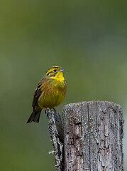 Image showing Yellowhammer (Emberiza citrinella) male in spring