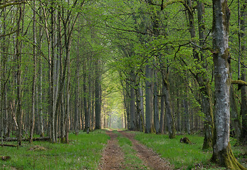 Image showing Narrow ground road with trees along