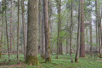 Image showing Deciduous forest in springtime before sunrise