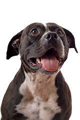 Image showing Portrait of the american staffordshire terrier. isolated