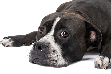 Image showing Portrait of the american staffordshire terrier. Isolated 2