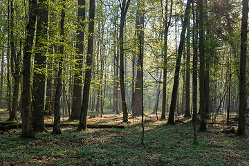 Image showing Deciduous forest in springtime sunrise