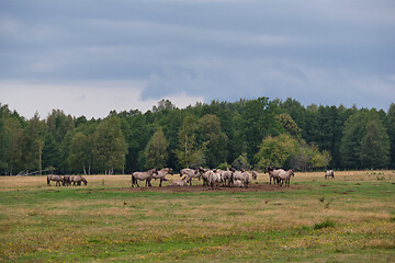 Image showing Tarpan like Polish Horses herd