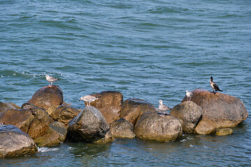 Image showing Seabirds resting on wet rock in sea