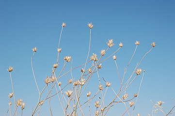 Image showing Straw