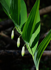 Image showing Solomon Seal(Polygonatum odoratum) flowering in spring