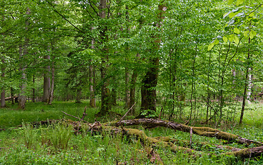 Image showing Rich deciduous stand in spring with broken hornbeam tree