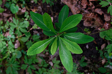 Image showing February Daphne(Daphne mezereum) leaves from above