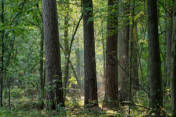 Image showing Misty morning mixed tree stand