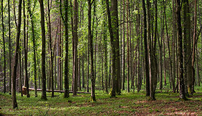 Image showing Springtime deciduous tree stand with hornbeams and oaks