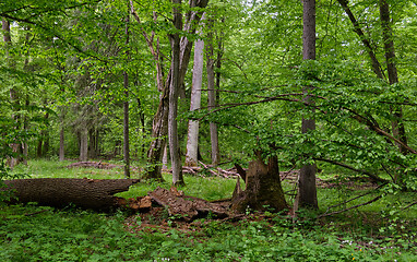 Image showing Rich deciduous stand in spring with broken maple tree