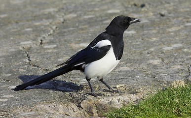 Image showing magpie