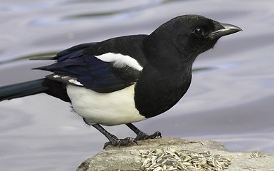 Image showing Magpie