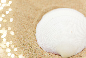 Image showing seashells on beach sand