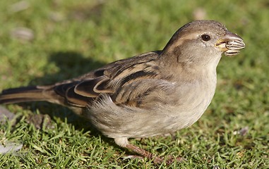 Image showing House Sparrow. 