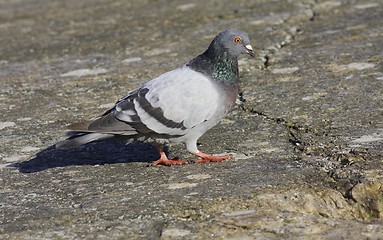 Image showing Dove.