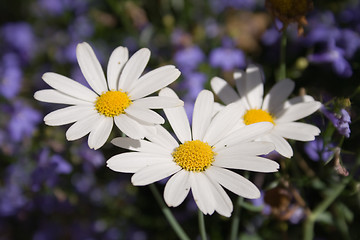 Image showing Daisy flowers