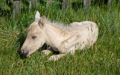 Image showing Sleeping newborn foal lying in grass