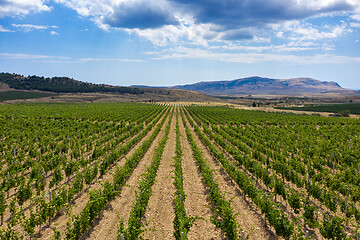 Image showing Aerial view of mountain vineyard in Crimea