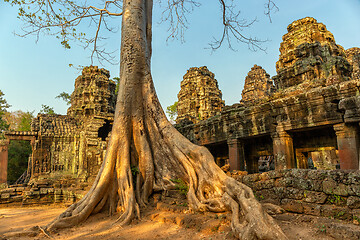 Image showing Roots covering the ruin of Ta Prohm temple