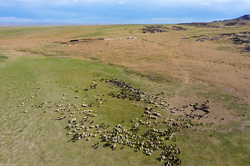 Image showing grazing herds on pastures and yurts