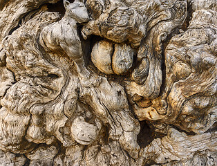 Image showing background of tree trunk and roots