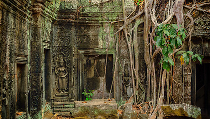 Image showing Roots covering the ruin of Ta Prohm temple