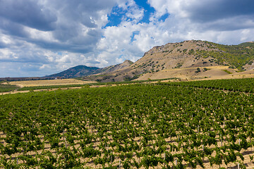 Image showing Aerial view of mountain vineyard in Crimea