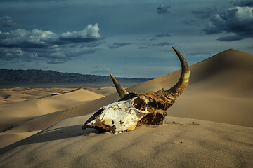 Image showing Bull skull in sand desert and storm clouds