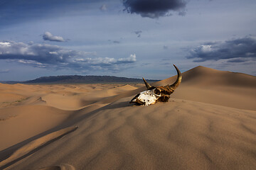 Image showing Bull skull in the sand desert at sunset