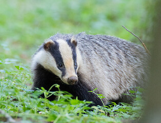 Image showing Badger(Meles meles) next to stump