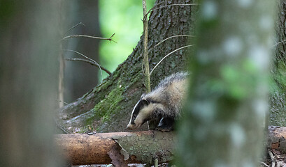 Image showing Badger(Meles meles) next to stump