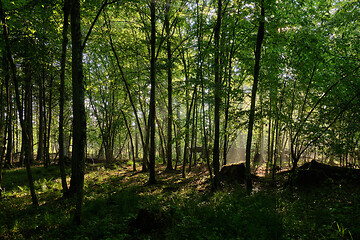 Image showing Sunbeam entering rich deciduous forest