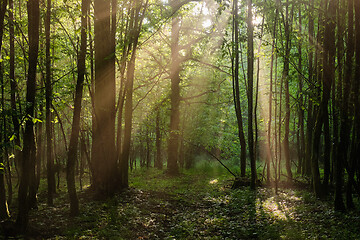 Image showing Sunbeam entering rich deciduous forest