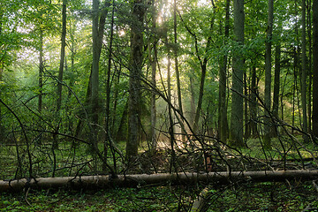 Image showing Sunbeam entering rich deciduous forest