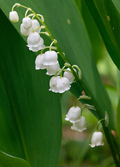 Image showing Lily of the valley white flowers close-up