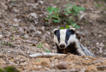 Image showing Badger(Meles meles) close-up portrait