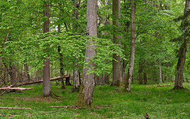 Image showing Rich deciduous stand in spring with broken hornbeam tree