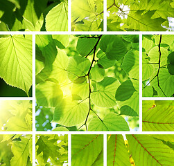 Image showing Green collage from leaves of different trees