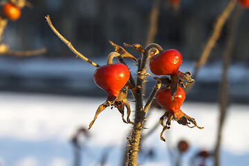 Image showing Dog Rose or Rosa Canina branches with bright fruits