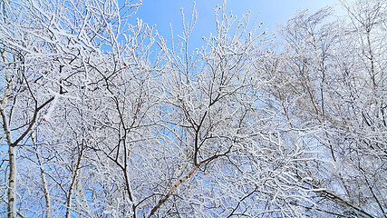 Image showing Beautiful branches of trees covered with snow