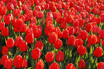 Image showing Beautiful bright fresh red tulips glowing on sunlight