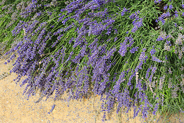 Image showing Beautiful blooming lavenders, in summer garden