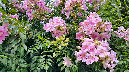 Image showing Perennial bush with beautiful large pink delicate flowers