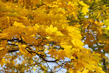 Image showing Beautiful golden autumn leaves of maple 