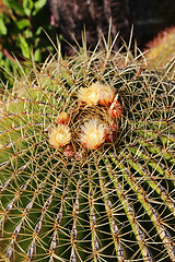 Image showing Large cactus with yellow flowers