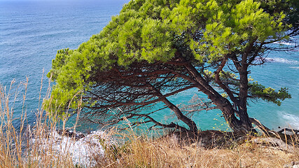 Image showing Beautiful pine trees growing on a slope near the sea