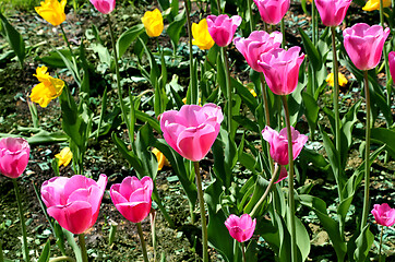 Image showing Beautiful bright tulips