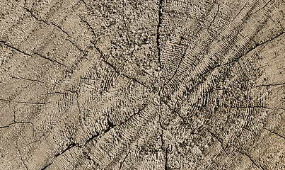 Image showing Natural wooden texture with rings and cracks pattern