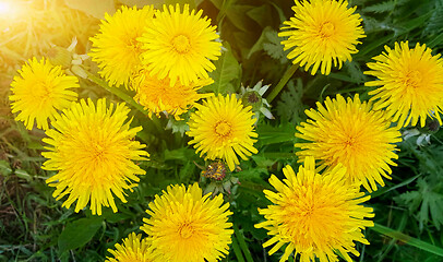 Image showing bright yellow dandelion flowers